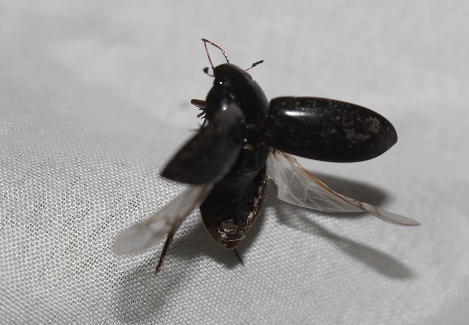 Hydrochara caraboides - kis csibor