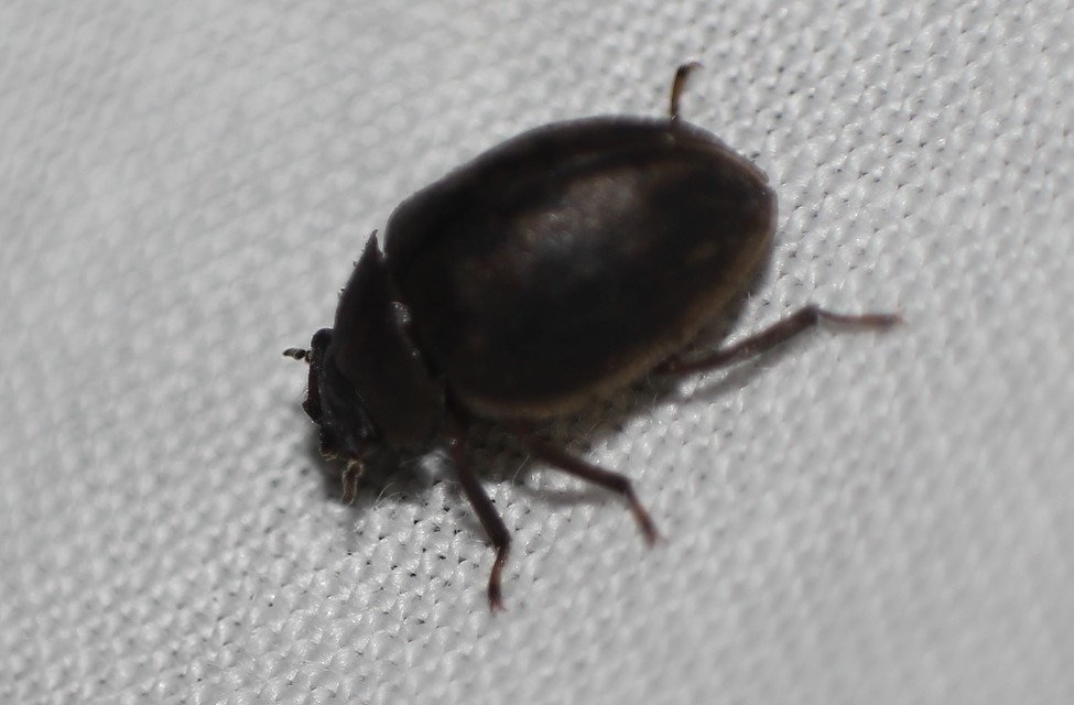 Spercheus emarginatus - ciripelő dajkacsibor