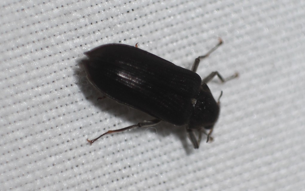 Potamophilus acuminatus - nagy karmosbogár