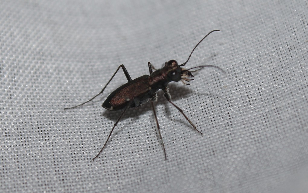 Cylindera germanica - parlagi homokfutrinka