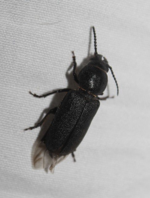 Spondylis buprestoides - erdei félcincér