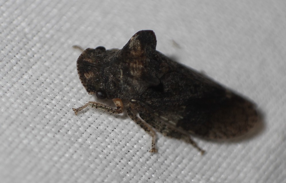 Ledra aurita - füleskabóca