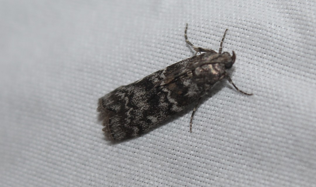 Dioryctria