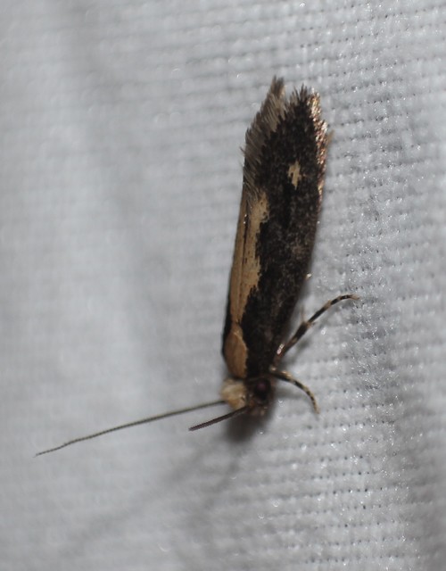 Monopis