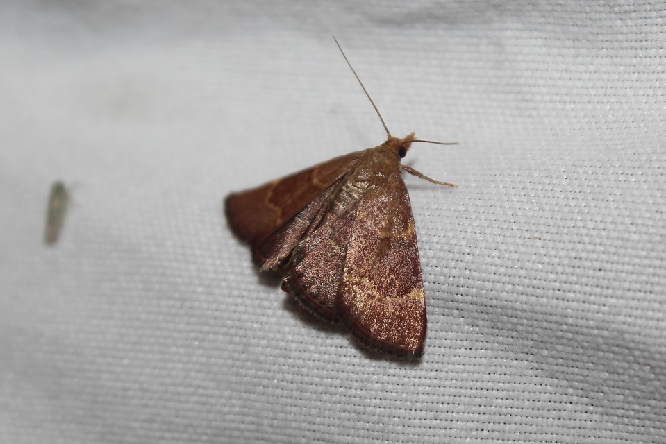 Hypsopygia rubidalis - vörös fényilonca