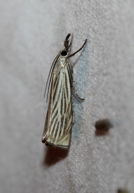 Chrysoteuchia culmella - kerti fűgyökérmoly