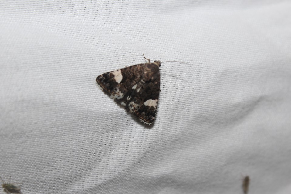 Tyta luctuosa - fekete nappalibagoly