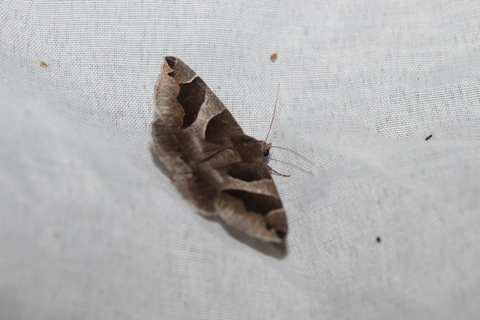 Dysgonia algira - déli porcelánbagoly