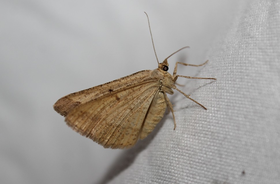 Tephrina arenacearia - lucerna-araszoló