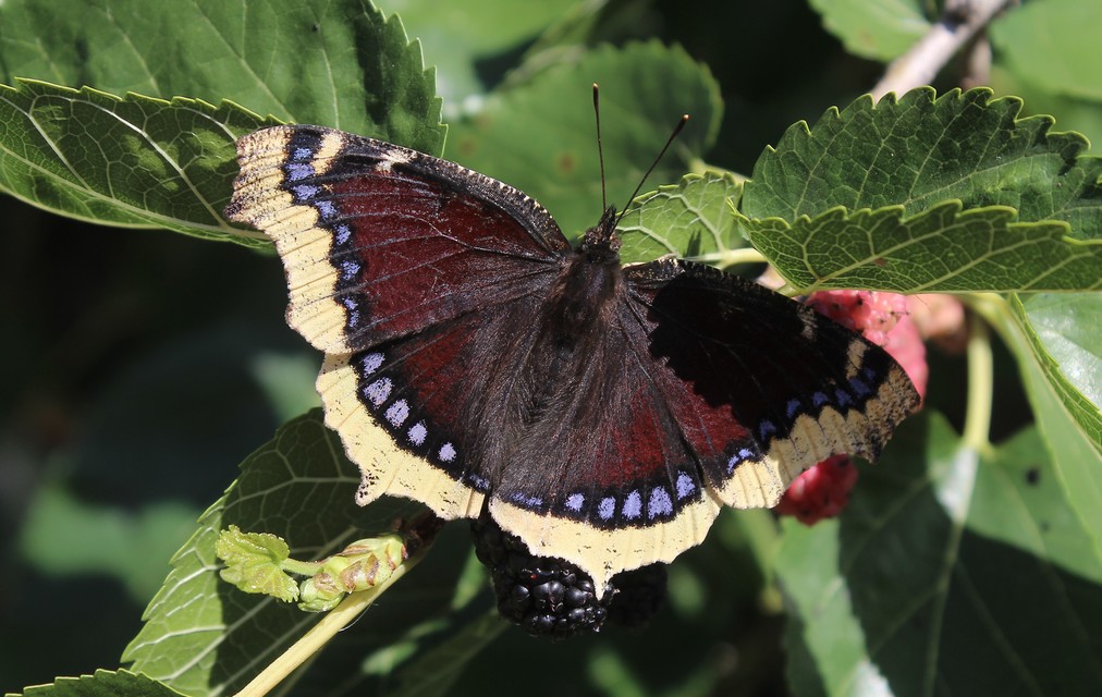 Nymphalis antiopa - gyászlepke