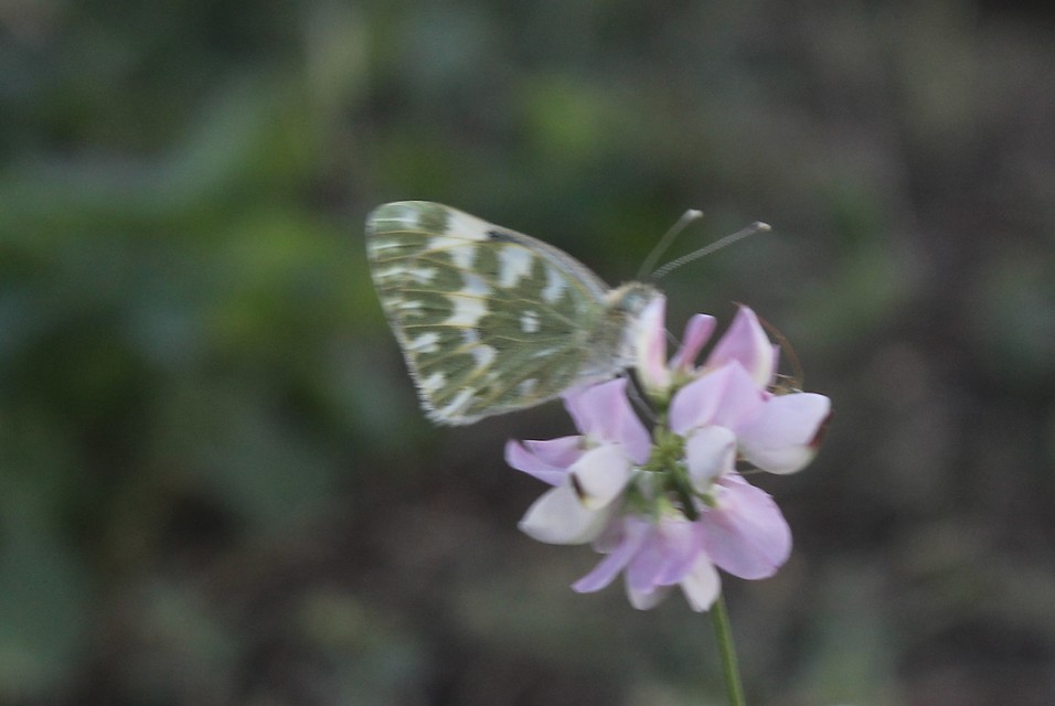 Pontia edusa - rezedalepke