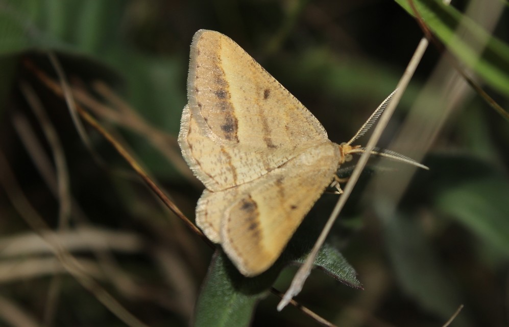 Tephrina arenacearia - lucerna-araszoló