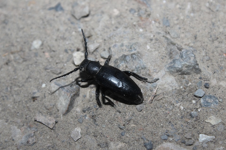 Dorcadion aethiops - fekete gyalogcincér
