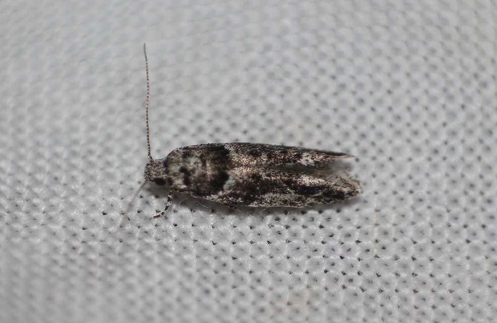 Recurvaria nanella - kis vörös-rügysodrómoly