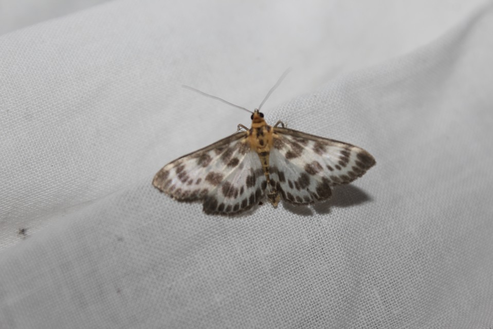 Anania hortulata - tarka csalánmoly