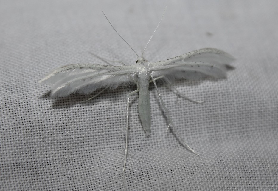 Pterophorus pentadactyla - fehér tollasmoly