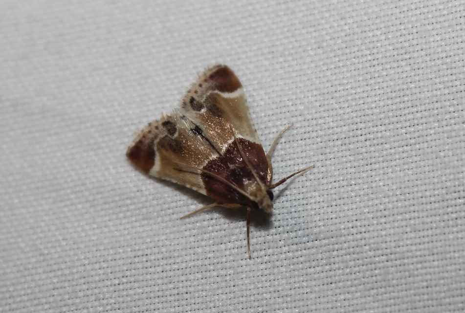 Pyralis farinalis - lisztilonca