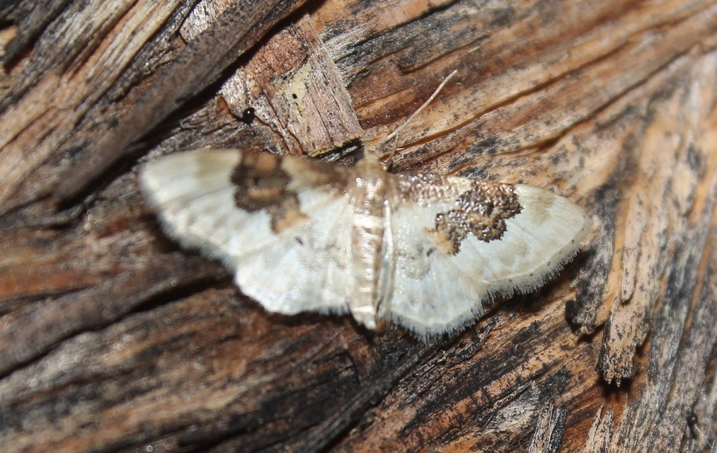 Idaea rusticata - tarka apróaraszoló