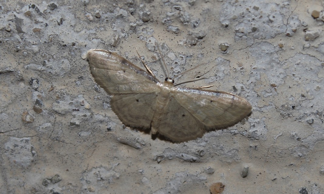 Idaea politaria - vonalas apróaraszoló