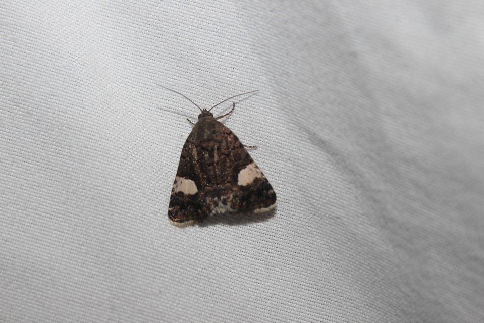 Tyta luctuosa - fekete nappalibagoly