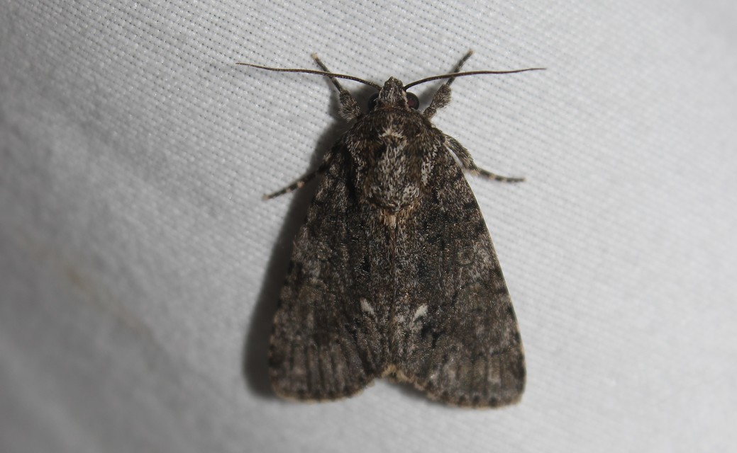 Acronicta rumicis - sóska-szigonyosbagoly
