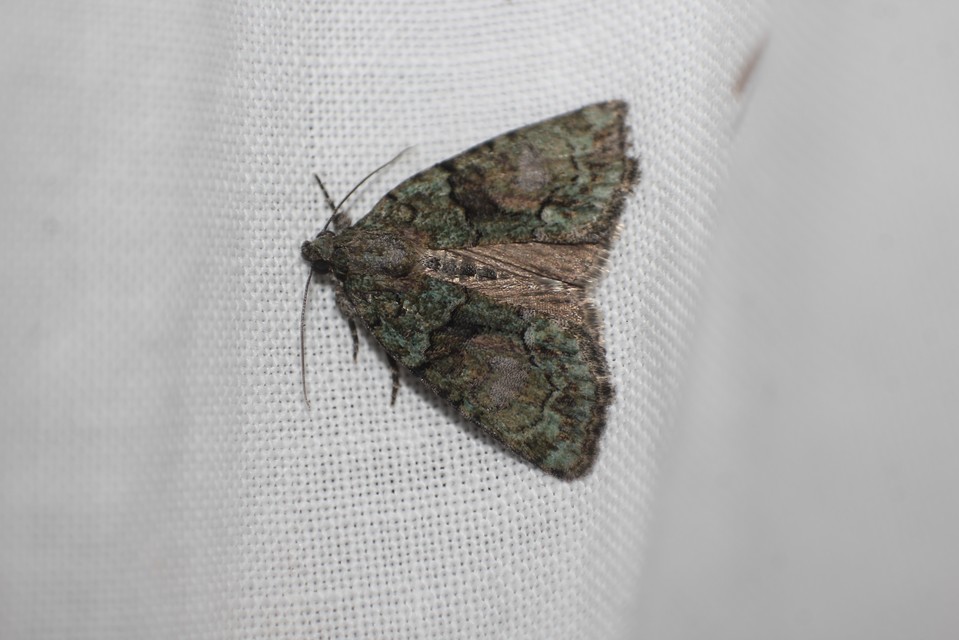 Cryphia algae - sárgászöld zuzmóbagoly