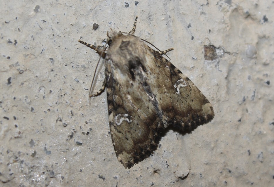 Loscopia scolopacina - csinos dudvabagoly