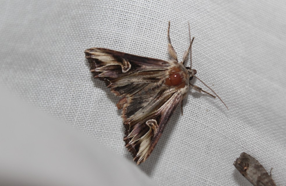 Actinotia polyodon - nagy sugarasbagoly