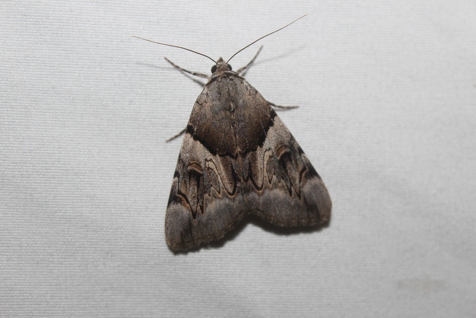 Catocala fulminea - galagonya-övesbagoly