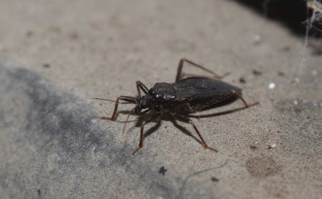 Reduvius personatus - szemetes zugpoloska