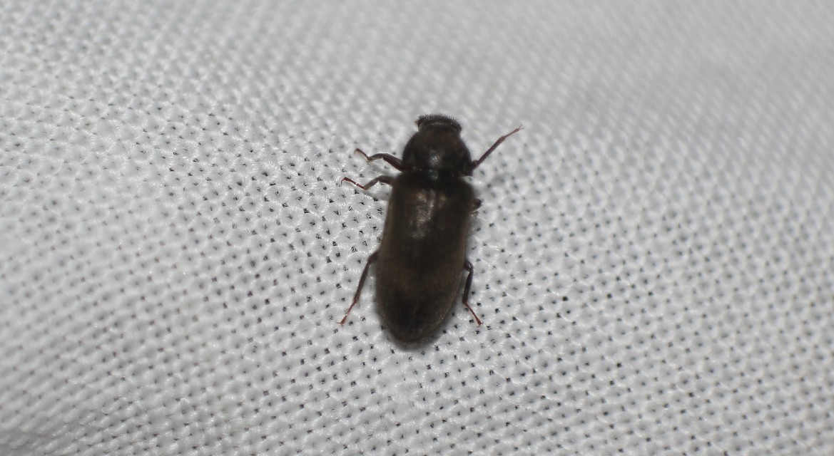 Dryopidae - fülescsápúbogár-félék