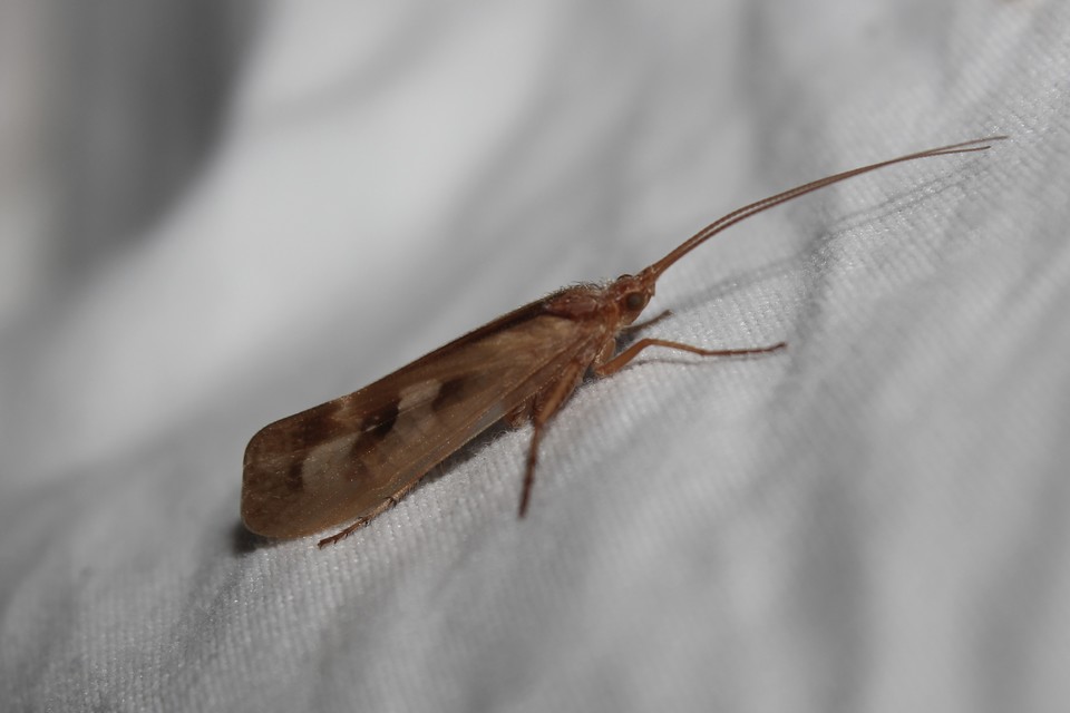 Trichoptera - Tegzesek