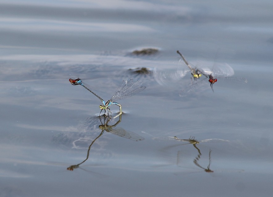 Erythromma viridulum - kis pirosszemű-légivadász