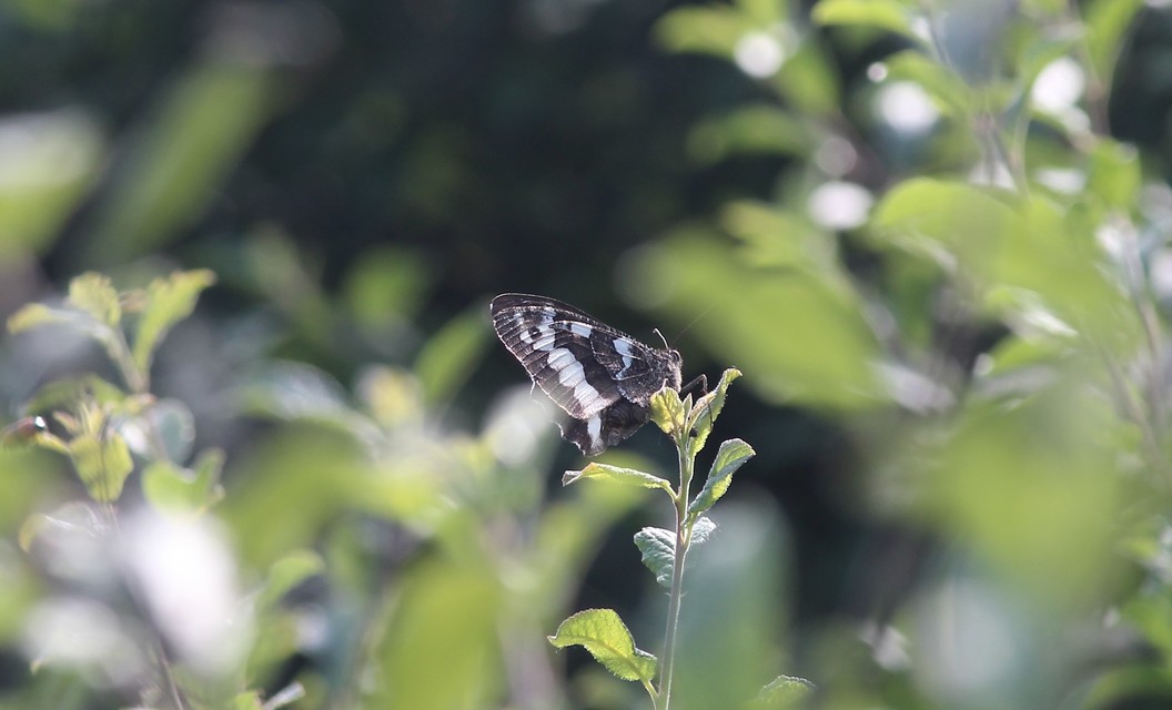 Brintesia circe - fehéröves szemeslepke