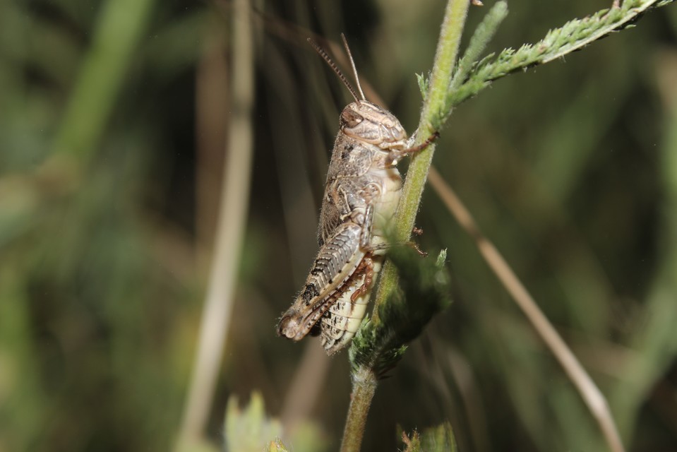 Calliptamus italicus - olaszsáska