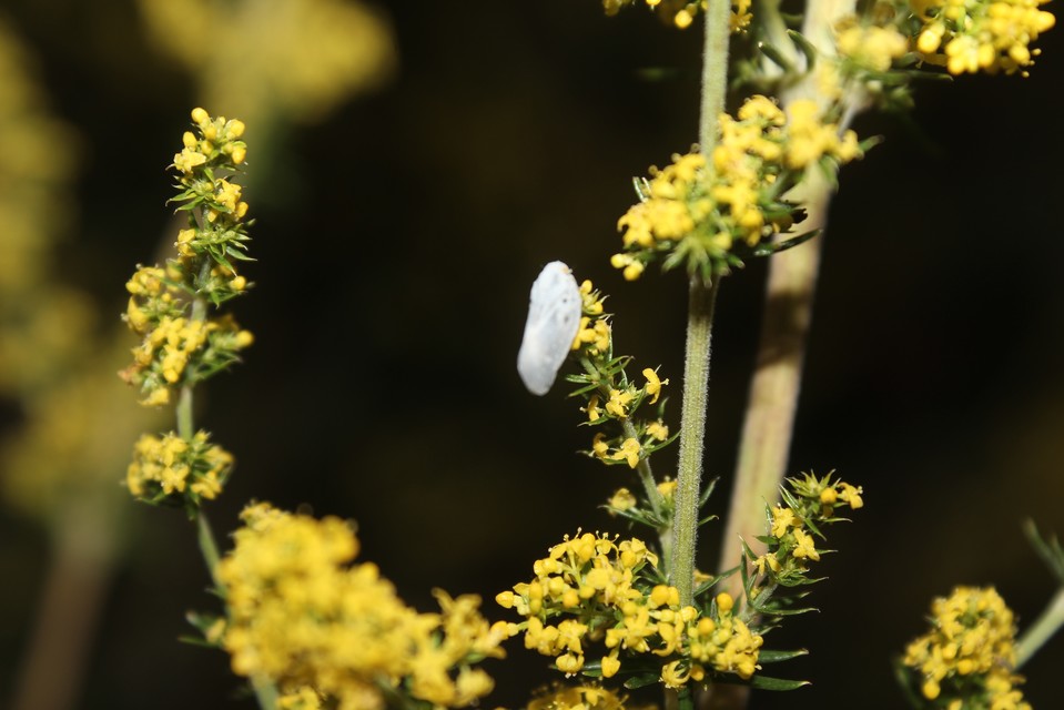 Metcalfa pruinosa - amerikai lepkekabóca