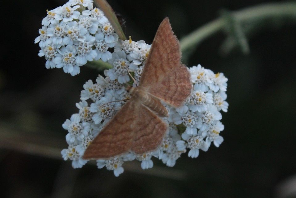 Idaea ochrata - okkerszínű sávosaraszoló