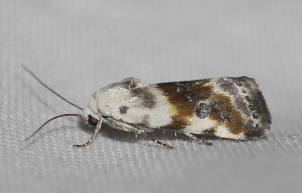 Ponometia candefacta - parlagfűbagoly