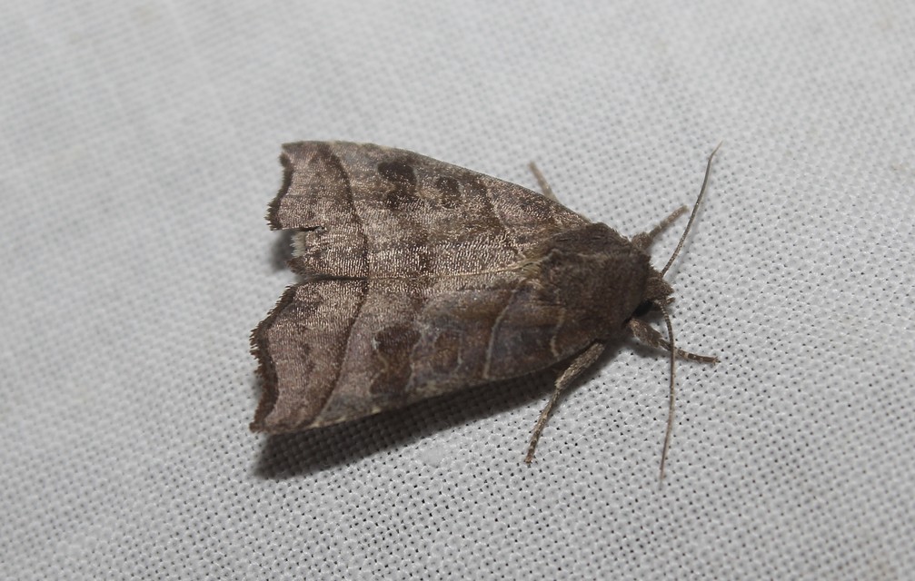 Ipimorpha retusa - sarlós fűzbagoly