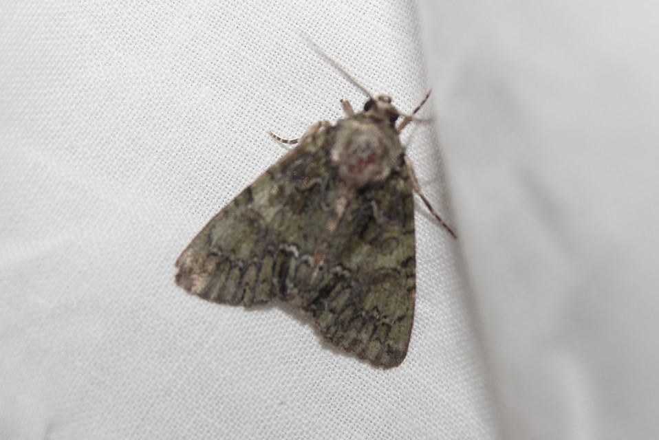 Polyphaenis sericata - selyemfényű erdeibagoly