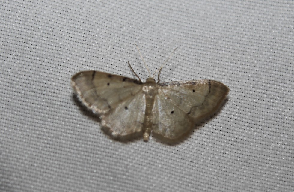 Idaea politaria - vonalas apróaraszoló