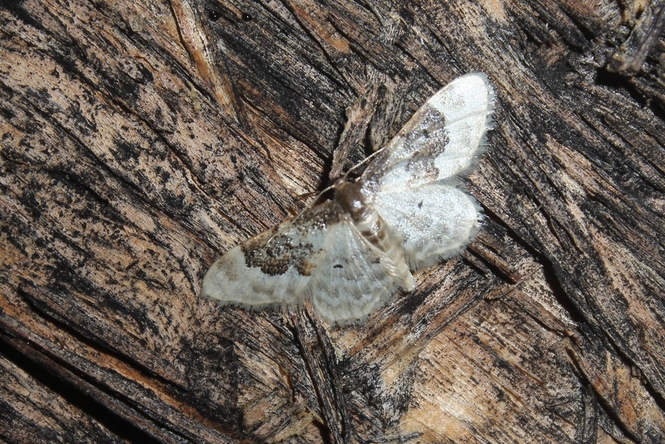 Idaea rusticata - tarka apróaraszoló