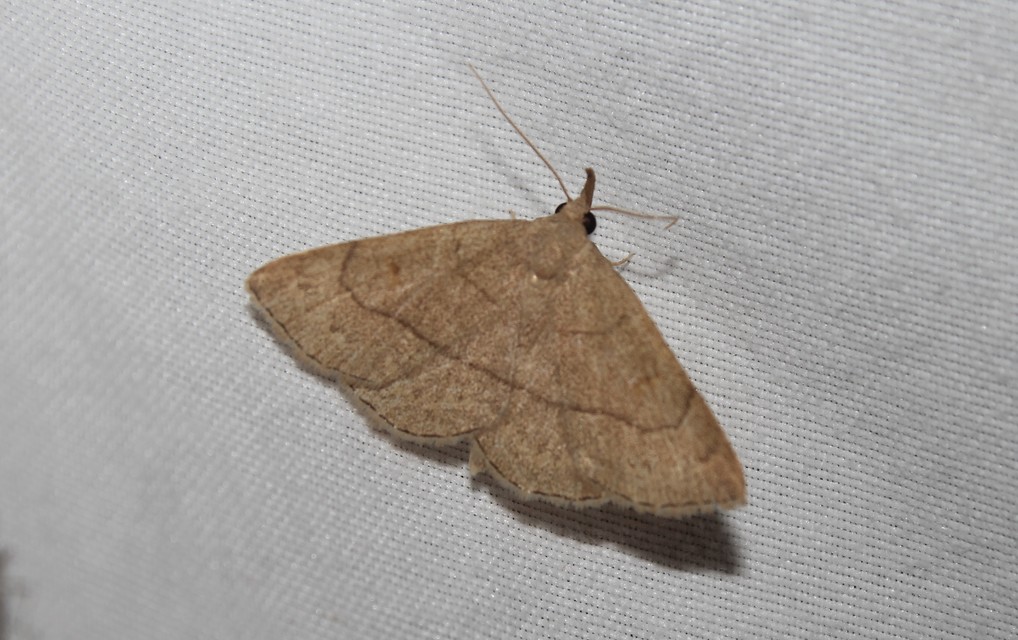 Paracolax tristalis - sárgás karcsúbagoly