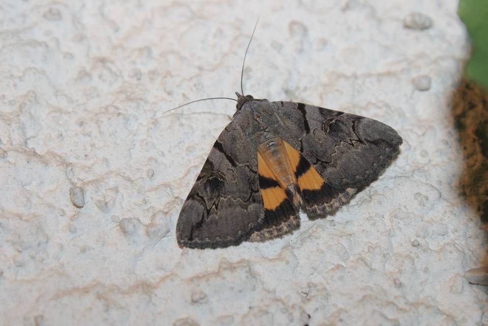 Catocala hymenaea - kökény-övesbagoly