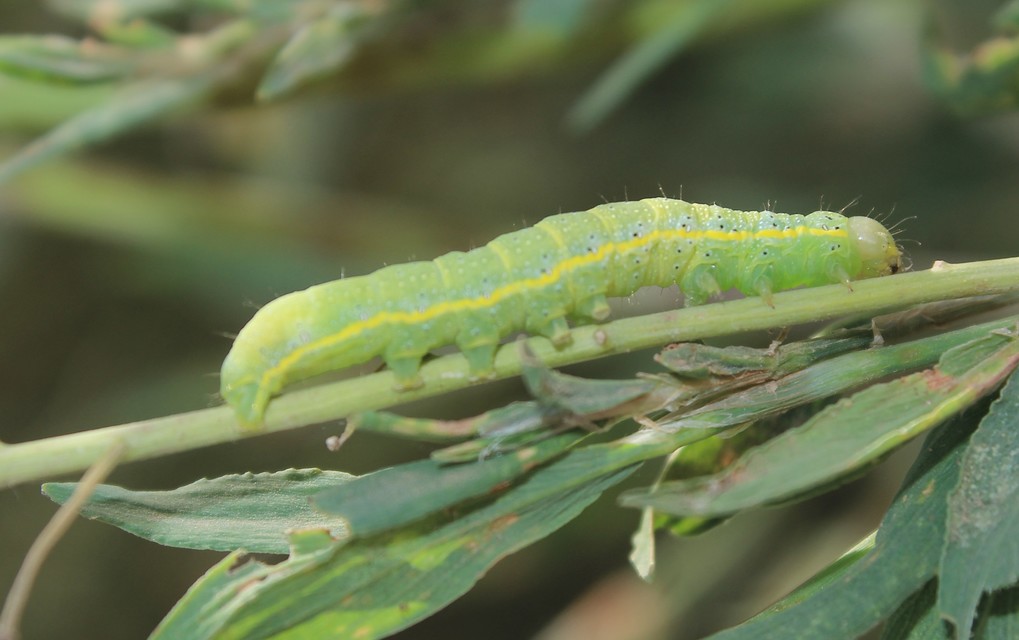 Lacanobia oleracea - saláta-kertibagoly