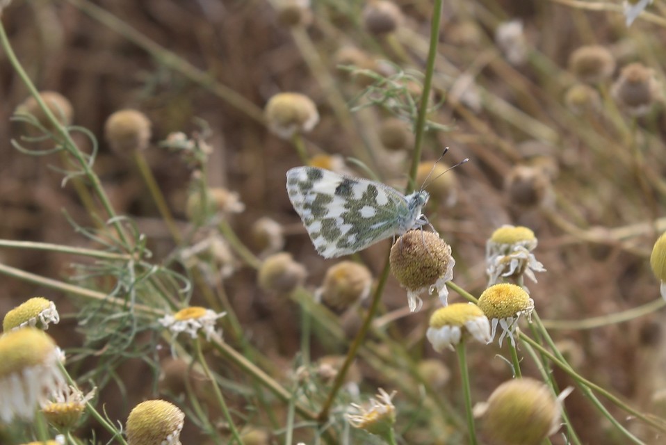 Pontia edusa - rezedalepke