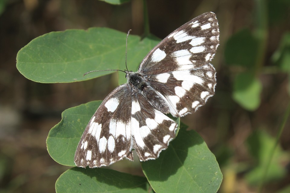 Melanargia galathea - sakktáblalepke
