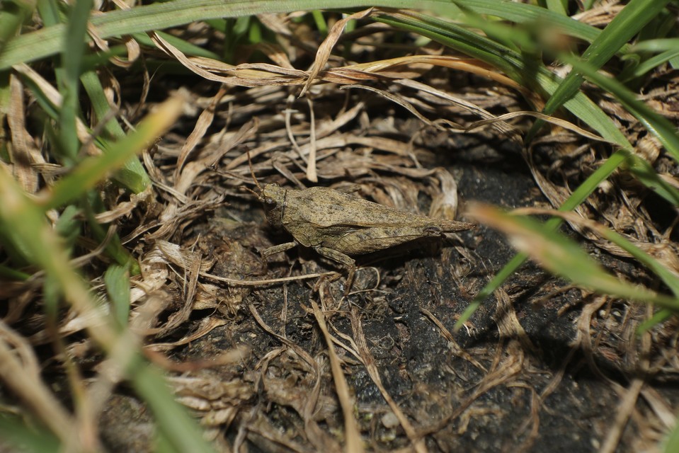 Tetrix subulata - közönséges tövishátúsáska