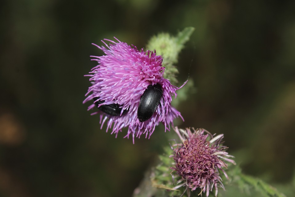 Podonta nigrita - szerecsenbogár