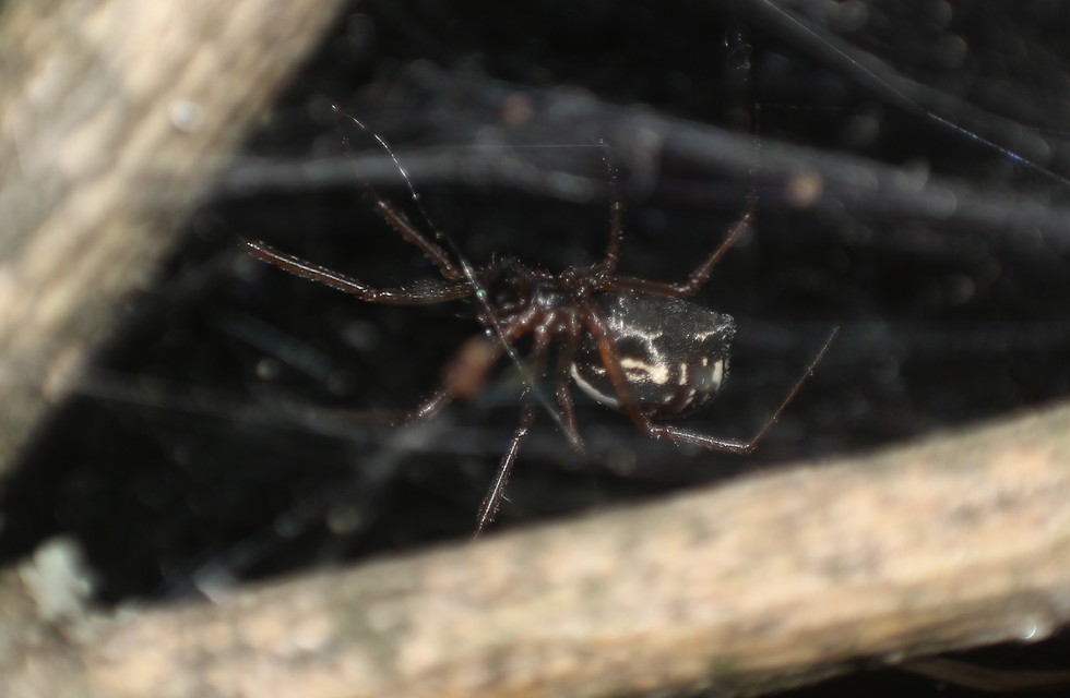 Frontinellina frutetorum - bokor vitorláspók